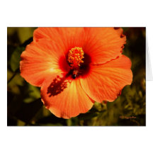 Hibiscus and a Bee Greeting Card