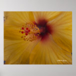 Hibiscus Beauty Print