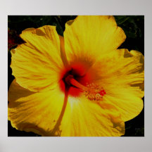 Hibiscus Closeup Posters