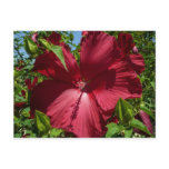 Hibiscus Flower and Blue Sky Postcard