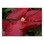 Hibiscus Flower Card