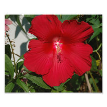 Hibiscus Flower Photo