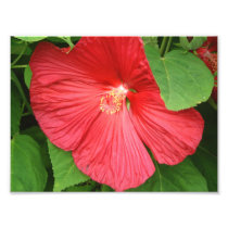 Hibiscus Flower Photo Print