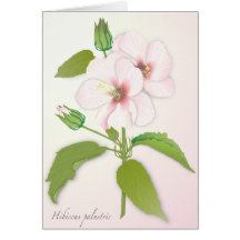 Hibiscus Greeting Card
