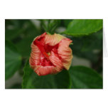Hibiscus Greeting Cards