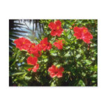 Hibiscus hedge, Spain flowers Post Cards