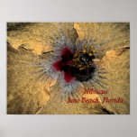 Hibiscus Juno Beach Florida Poster