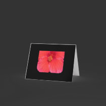 Hibiscus Notecards