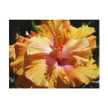 Hibiscus Peach