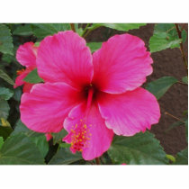 Hibiscus Acrylic Cut Outs