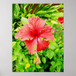 Hibiscus, Placencia, Belize Posters