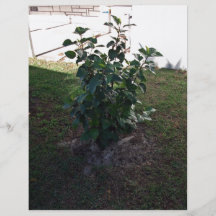 Hibiscus plant on a lawn under the shadow flyer