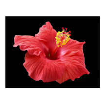 hibiscus post cards