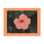 Hibiscus Postcard