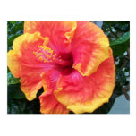 Hibiscus Postcard