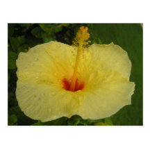 Hibiscus Postcard