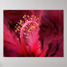 Hibiscus Print