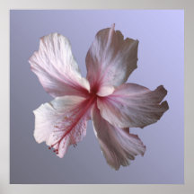 Hibiscus Posters