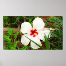 Hibiscus Poster Print