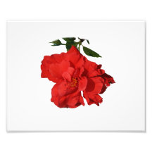 Hibiscus Red Flower Photograph Design