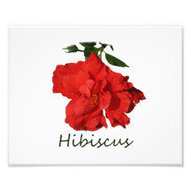 Hibiscus Red Flower With Text Art Photo