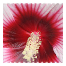 Hibiscus Stamen Invitations