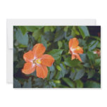 Hibiscus Syriacus Coeur Creole (Rose of Sharon) Pi Announcements