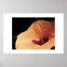Hibiscus Up Close Posters