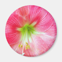 Hibiscus-Upclose Fridge Magnets