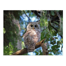 Hibou barré dans la forêt carte postale