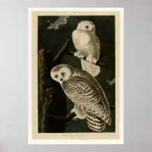Hibou de Milou Posters