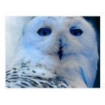 Hibou de neige observé par bleu cartes postales