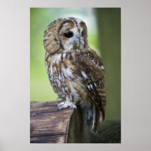Hibou fauve posters