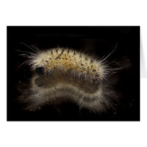 Hickory Tussock Caterpillar