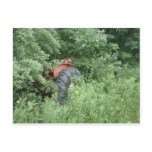 Hidden Tractor Postcards