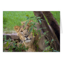 Hide and Seek Lion Greeting Cards