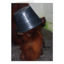 Hide and Seek Wildlife Notecard