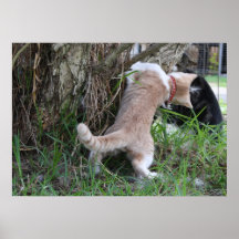 Hide & Seek Cute Cat Photograph Poster