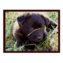 Hide & Seek Postcards