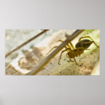 Hiding Hunter Posters