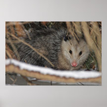 Hiding Opossum Posters