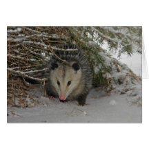 Hiding Possum Cards