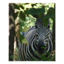 Hiding Zebra Photographic Print