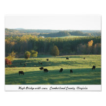 High Bridge with cows Photographic Print