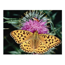 High brown fritillary butterfly  flowers post cards