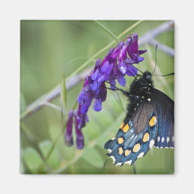 High Contrast Blue Swallowtail Refrigerator Magnet