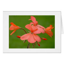 High Note Greeting Cards
