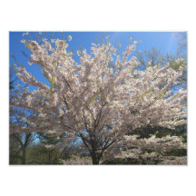 High Park Sakura Photo Print