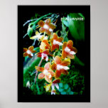 high quality  phalaenopsis venosa print