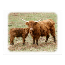 Highland Cow and calf 9Y316D-045 Post Cards